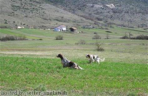 pedigree setter raiano dior|pedigree tangor.